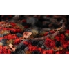 Gamers Grass Alien Blood Moon – 6 mm (Wild) | Czerwone kępki trawy do dioram fantasy i sci-fi